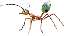 Green ant