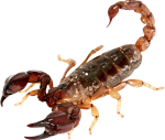 Scorpion (1)